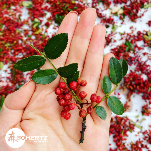 7 Surprising Potential Health Benefits of Sichuan Pepper, Backed by Research