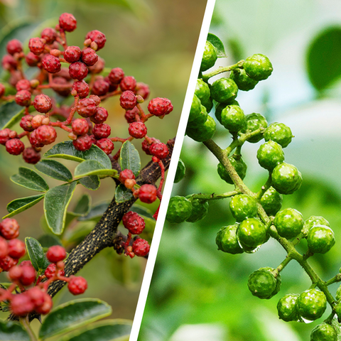 Red vs. Green Sichuan Pepper: Flavor, Differences, and How to Choose the Best