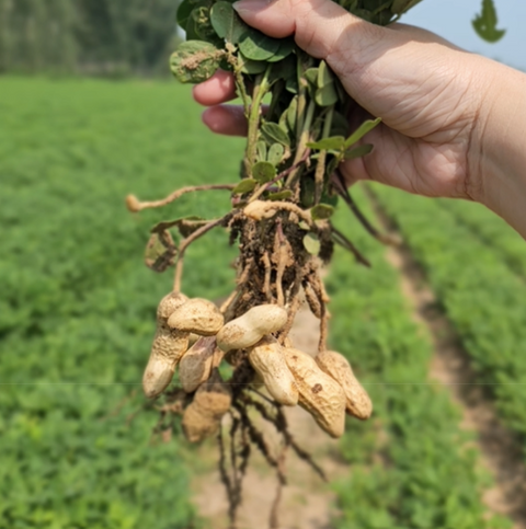 From Kaifeng to Your Table: The World’s Finest Sichuan Pepper Peanuts