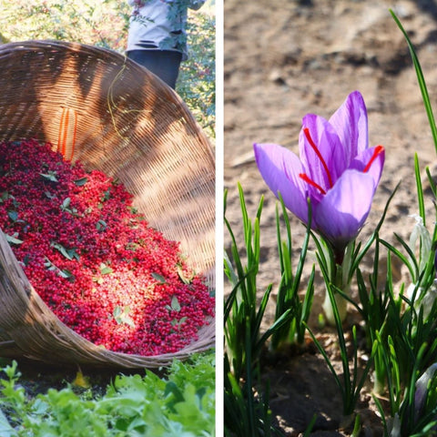 A Tale of Two Harvests: Heray’s Afghan Saffron & 50Hertz’s Sichuan Peppers