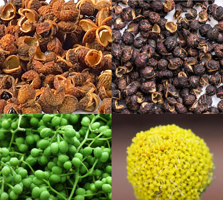 What Causes the Tingling Numbing Sensation in Sichuan Pepper?