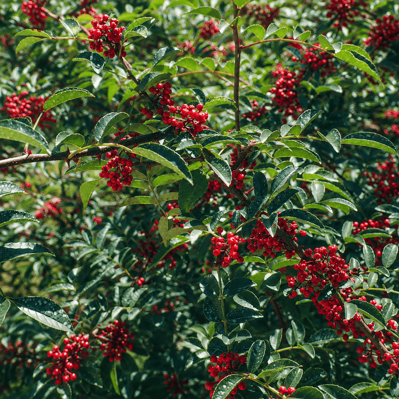 Bring the Aroma and Tingle of Sichuan Pepper into Your Next Product
