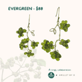 50Hertz Tingly Foods PRE-ORDER: Evergreen Sichuan pepper earrings